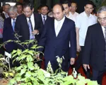 Cần đưa Quốc bảo sâm Ngọc Linh thành quốc kế dân sinh