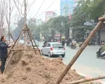 Hà Nội thí điểm trồng cây phong lá đỏ ở một số tuyến phố