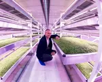 Growing Underground - Dự án cải tạo đường hầm bỏ không thành nông trại tại Anh