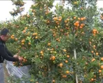 Nghề trồng hoa tết lo lắng vì thời tiết