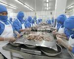 Nhiều tiềm năng xuất khẩu tôm Việt vào EU