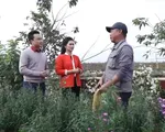 Làng hoa trên bãi đá sông Hồng - Điểm đến nổi tiếng thu hút du khách