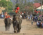 Đầu tháng 3 khai mạc lễ hội đua voi Đắk Lắk