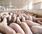 Hỗ trợ xây dựng chuỗi sản xuất thịt lợn an toàn dịch bệnh để xuất khẩu