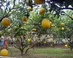 Bưởi Diễn lần đầu xuất hiện ở miền T&acirc;y