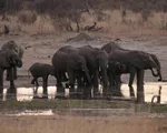 55 con voi chết đói ở Zimbabwe do hạn hán kỷ lục