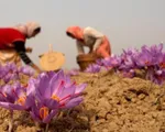 Iran tăng cường xuất khẩu hoa nghệ tây Saffron