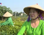 Trải nghiệm sản xuất chè tại chỗ - Sản phẩm du lịch độc đáo vùng đồi chè Tân Cương