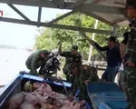 Bắt giữ gần 2 tấn lợn nhập lậu qua biên giới