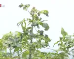Mất mùa sắn do tích trữ sắn nhiễm bệnh khảm lá