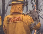 Hàng nghìn con gấu Koala chết do cháy rừng tại Australia