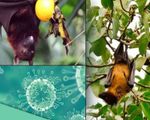 Cảnh báo nguy cơ virus Nipah trở thành dịch bệnh nghiêm trọng