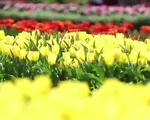 Lễ hội hoa tulip lớn nhất Việt Nam