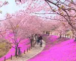 Nhật Bản rực rỡ trong sắc hoa anh đào
