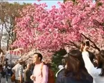 Mùa hoa anh đào nở - Cơ hội kinh doanh cho dịch vụ và du lịch Nhật Bản