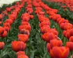 Vườn hoa tulip lớn nhất châu Á mở cửa đón khách