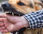 Phòng ngừa bệnh dại do súc vật cắn