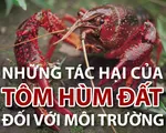 Tôm hùm đất nguy hiểm thế nào với môi trường?