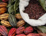 Sản lượng cacao toàn cầu tăng kỷ lục