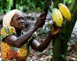 Ghana gia tăng giá trị cho cây cacao