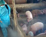 An toàn sinh học là vũ khí duy nhất hiệu quả phòng và dập dịch tả lợn châu Phi