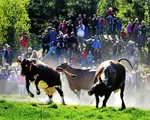 Hàng nghìn người tham gia Ngày hội thả bò truyền thống tại Thụy Điển