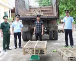 Bắt giữ hơn 400 kg mèo nhập lậu tại Quảng Ninh