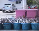 Thái Lan cấm đánh bắt cá 3 tháng trên Vịnh Thái Lan