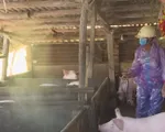 Xuất hiện dịch tả heo Châu Phi tại Phú Yên