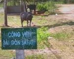 Thanh tra Chính phủ công bố sai phạm dự án Safari