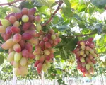 Nho 3 màu Ninh Thuận đắt hàng