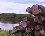 Brazil triển khai chiến dịch ngăn nạn phá rừng Amazon