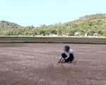 Nam Trung Bộ mất trắng hàng nghìn ha lúa do hạn hán