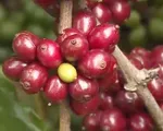 Giá cà phê Arabica và Robusta tăng