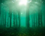 Khu rừng 10.000 năm tuổi chìm dưới đáy biển