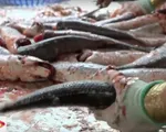 Thương lái ồ ạt thu mua vảy cá tại Đồng Tháp
