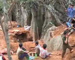 Người dân Yên Bái đổ xô lên rừng đào đá quý