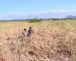 Hàng ngàn ha mía chết do nắng hạn, nguy cơ thiếu hụt nguyên liệu