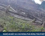 Nghệ An bắt tạm giam 3 chủ rừng có hành vi chặt phá trái phép