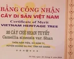 Chè Shan tuyết cổ thụ được công nhận là cây di sản Việt Nam