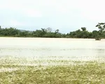 Đắk Lắk: Mưa lũ khiến 1 người chết, hàng ngàn hecta hoa màu bị ảnh hưởng