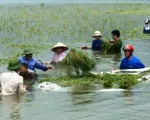 Bình Thuận: Mưa lớn gây ngập úng nhiều cánh đồng