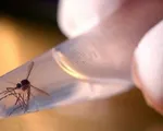 Phát hiện một trường hợp mắc virus Zika tại Đà Nẵng