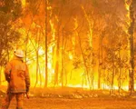 Hơn 100 đám cháy rừng ở Australia nguy cơ vượt kiểm soát