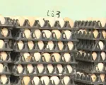 Giá trứng gia cầm tăng, người nuôi phấn khởi