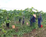 Đưa Tây Nguyên thành vùng trọng điểm cây ăn quả