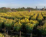 Nông dân ĐBSCL được mùa hoa Tết