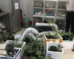 Hà Nội: Khởi tố nam thanh niên thuê nhà trồng cần sa