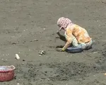 Đề phòng ngộ độc do ăn các loài ốc biển lạ