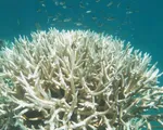 Rạn san hô lớn nhất thế giới Great Barrier bị tẩy trắng sẽ khó phục hồi